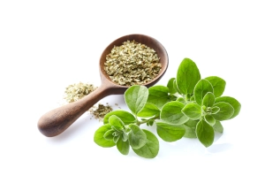 Sprzedaż hurtowa i detaliczna majeranku. Oferta Midex Herbs.