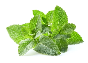 Oferta hurtowni z ziołami Midex Herbs - mięta pieprzowa