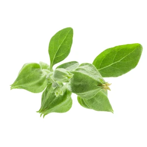 Oferta ashwagandha Midex Herbs