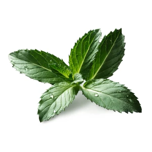 Liście mięty pieprzowej w ofercie Midex Herbs