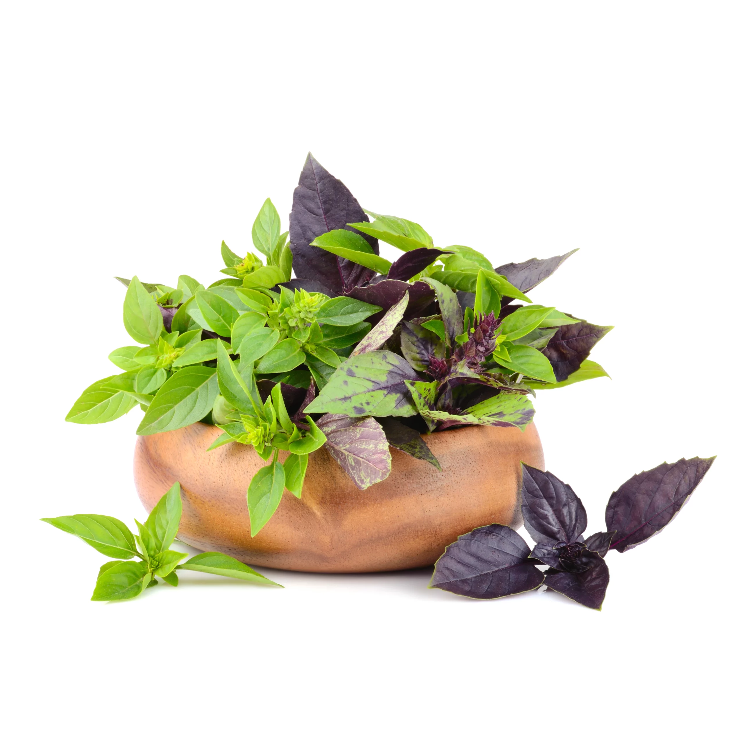 Oferta bazylia Midex Herbs