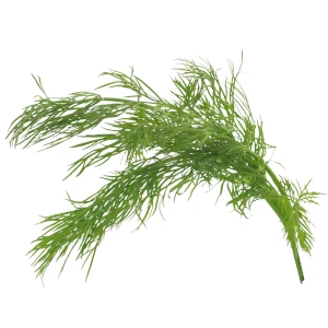 Koperek w ofercie Midex Herbs. Zielona gałązka koperku