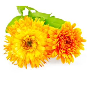 Nagietek w ofercie Midex Herbs